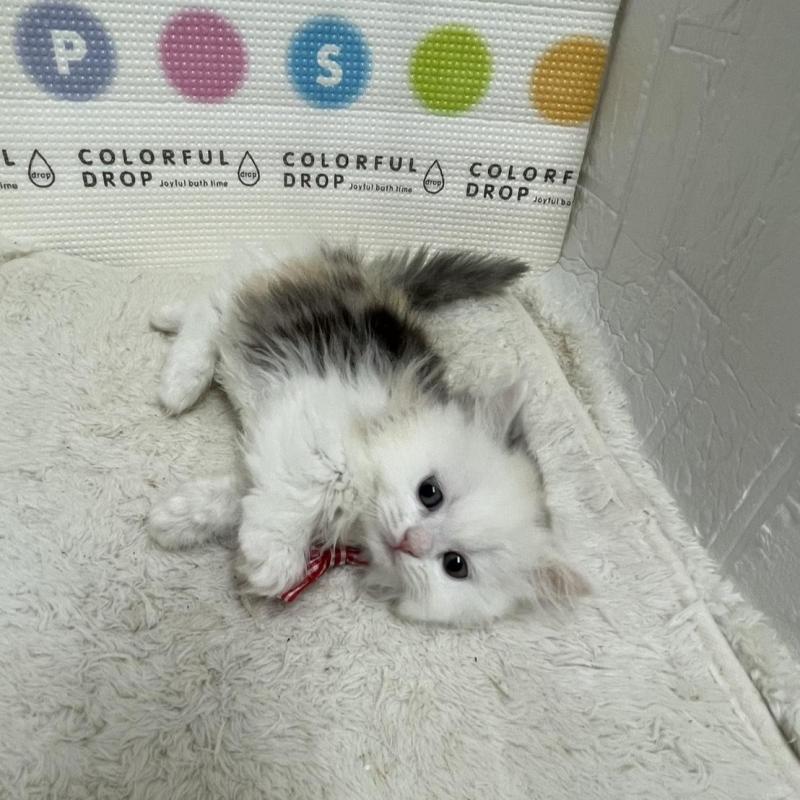 販売中の鳥取県のミヌエット(短足)-134232の9枚目