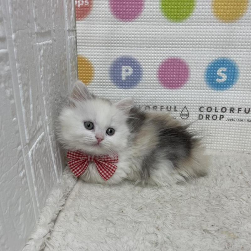 販売中の鳥取県のミヌエット(短足)-134232の8枚目