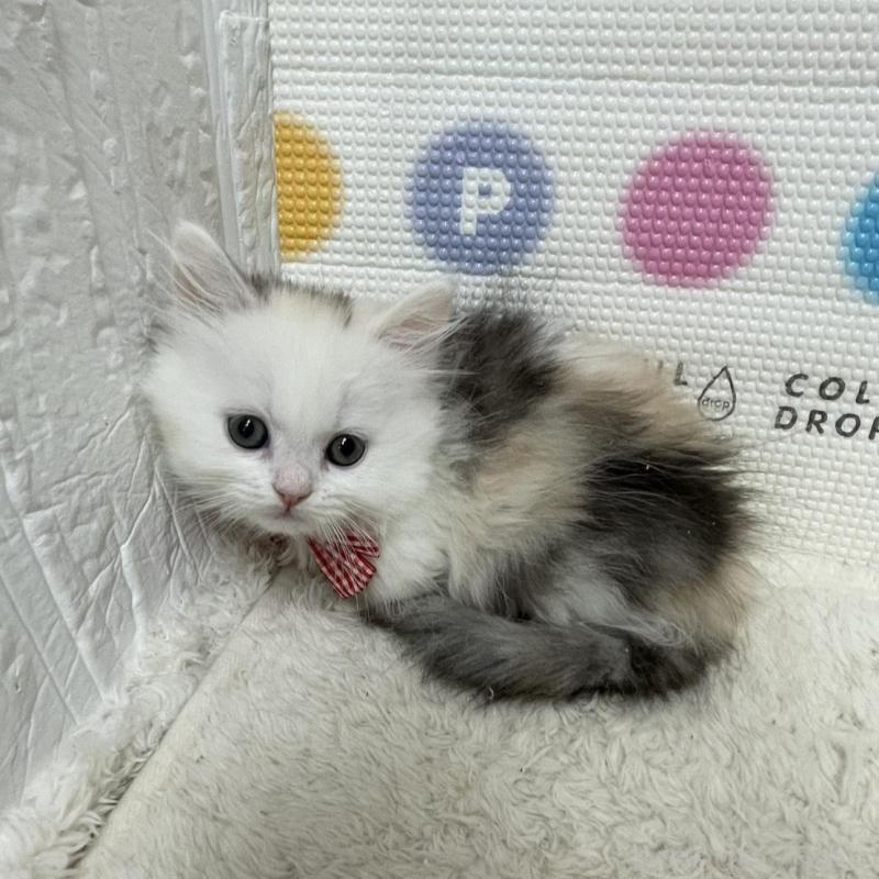 販売中の鳥取県のミヌエット(短足)-134232