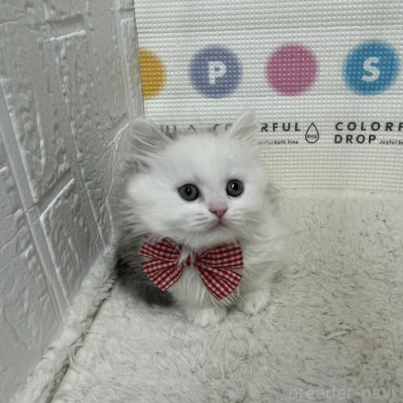 販売中の鳥取県のミヌエット(短足)-134232の7枚目