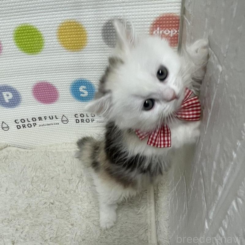 販売中の鳥取県のミヌエット(短足)-134232の6枚目