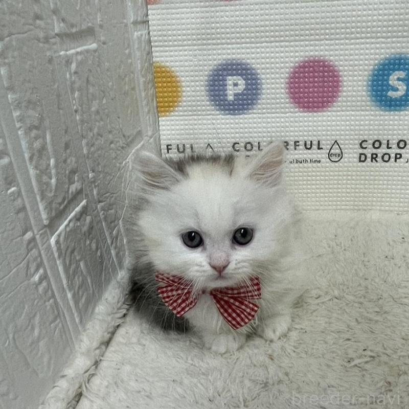 販売中の鳥取県のミヌエット(短足)-134232の5枚目