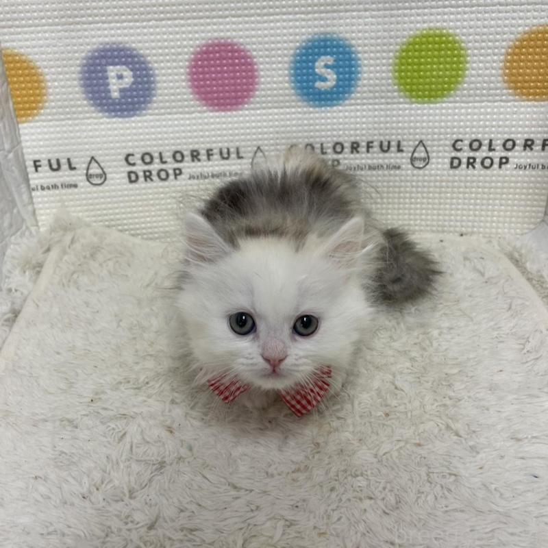 販売中の鳥取県のミヌエット(短足)-134232の3枚目