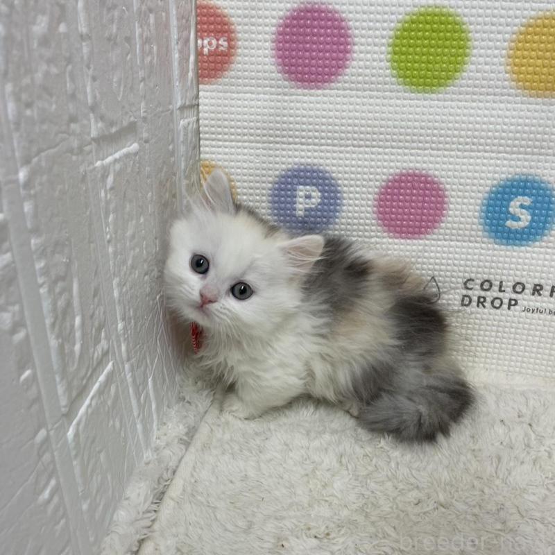 販売中の鳥取県のミヌエット(短足)-134232の2枚目