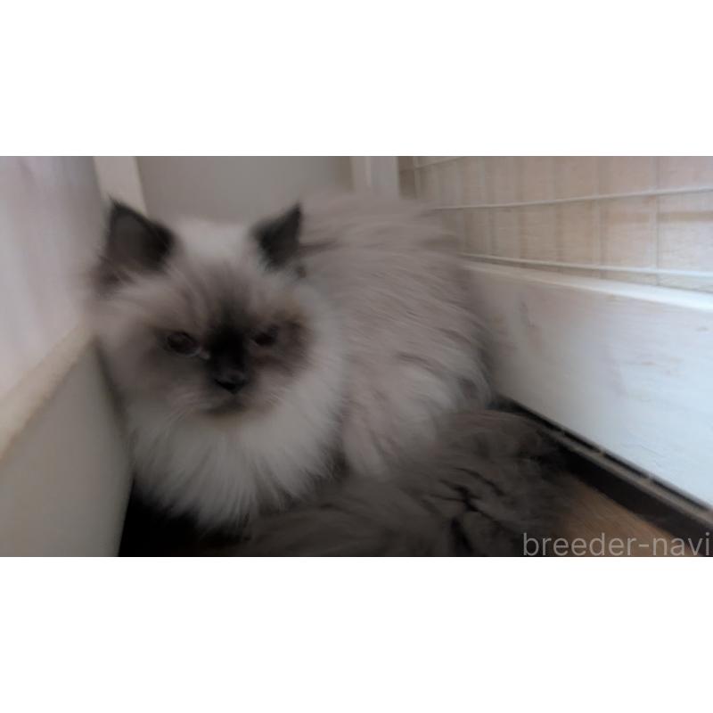 販売中の大阪府のヒマラヤン-134234の4枚目