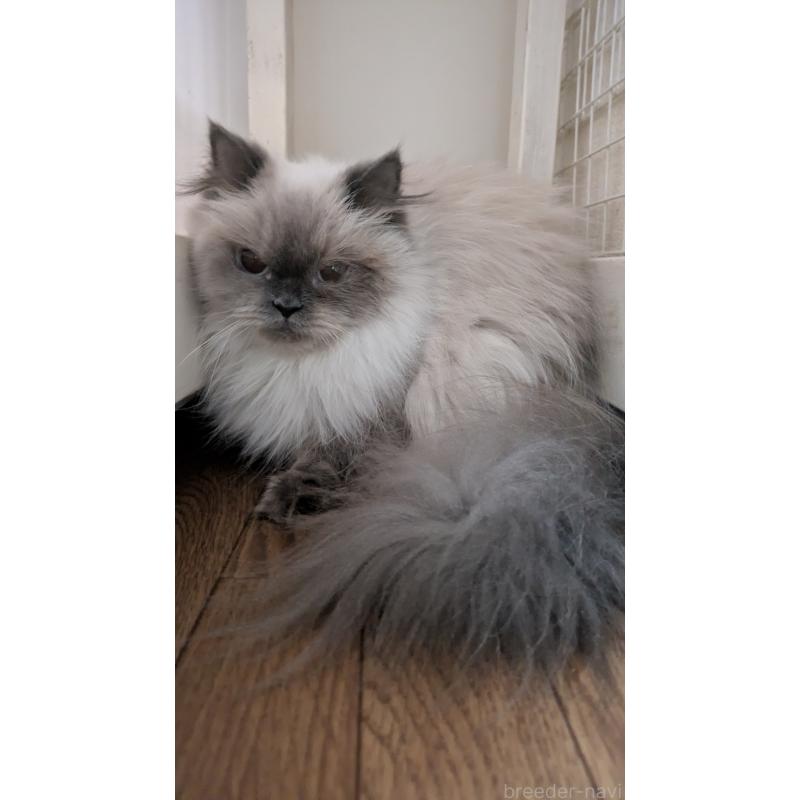 販売中の大阪府のヒマラヤン-134234の3枚目