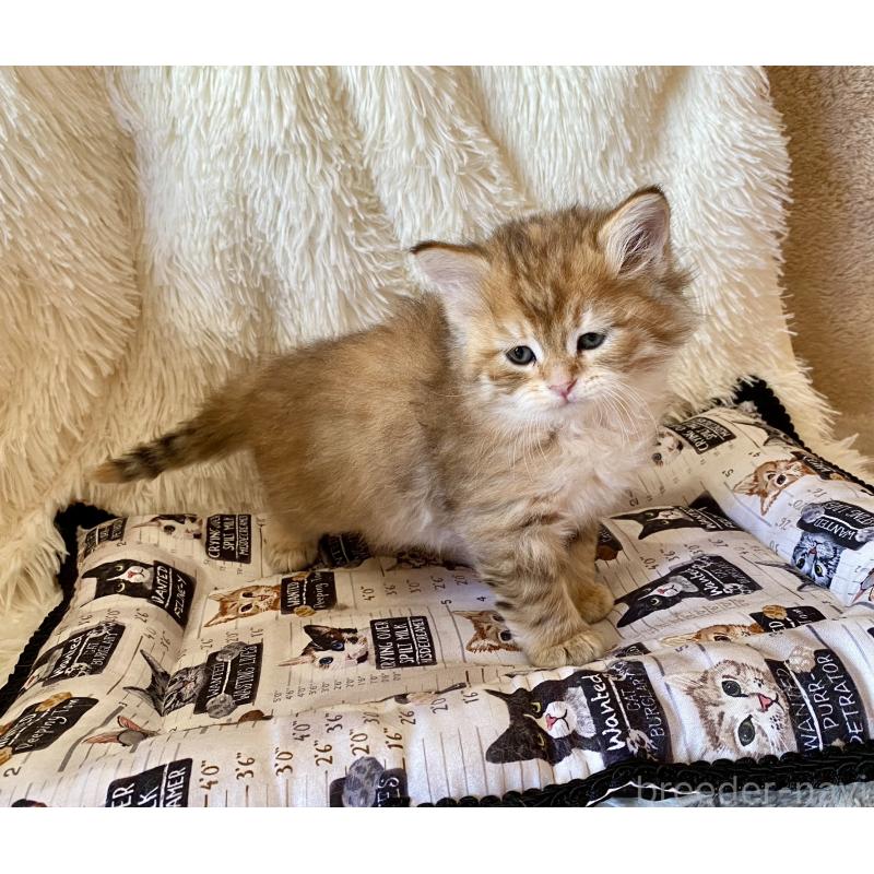 販売中の愛知県のサイベリアン-134235の7枚目