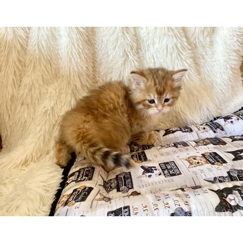 販売中の愛知県のサイベリアン-134235の6枚目