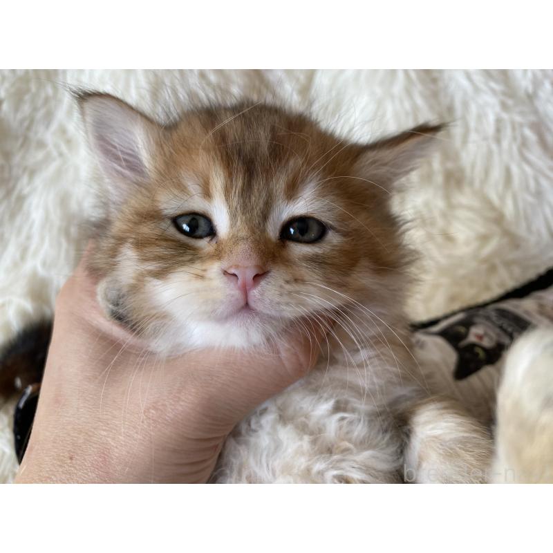 販売中の愛知県のサイベリアン-134235の5枚目