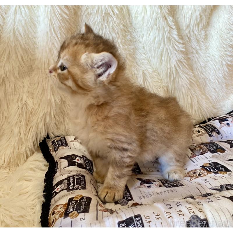 販売中の愛知県のサイベリアン-134235の4枚目