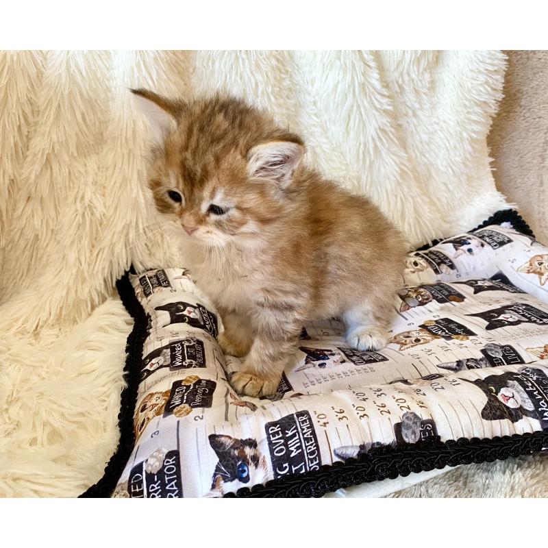 販売中の愛知県のサイベリアン-134235の3枚目