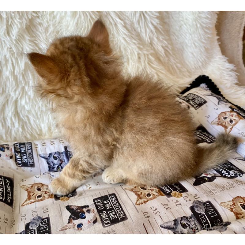 販売中の愛知県のサイベリアン-134235の2枚目