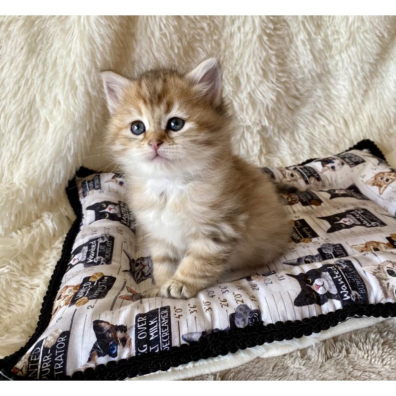 販売中の愛知県のサイベリアン-134236の5枚目