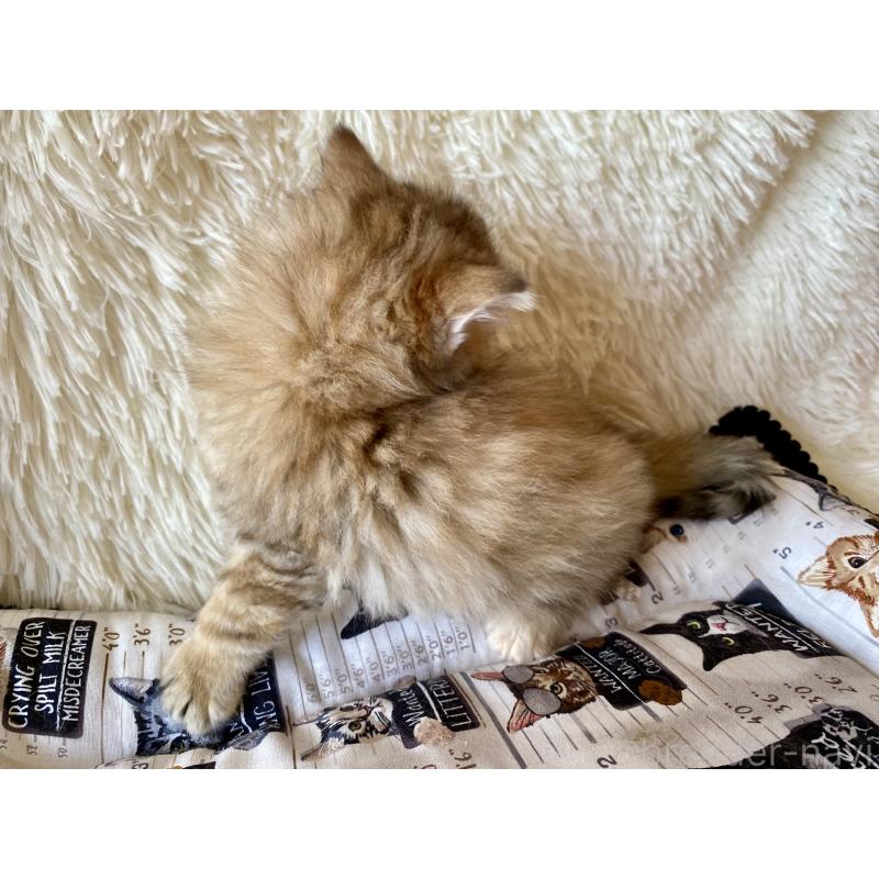 販売中の愛知県のサイベリアン-134236の3枚目