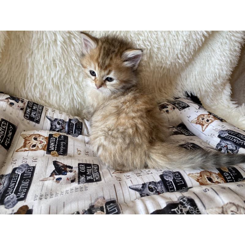 販売中の愛知県のサイベリアン-134236の2枚目