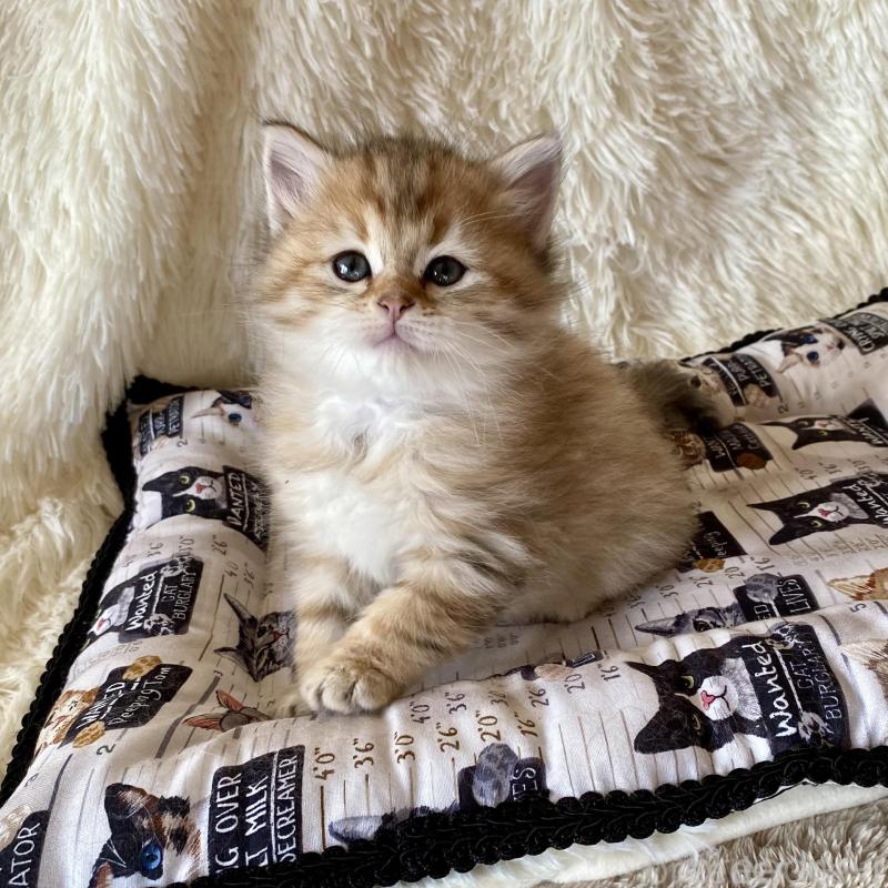 販売中の愛知県のサイベリアン-134236