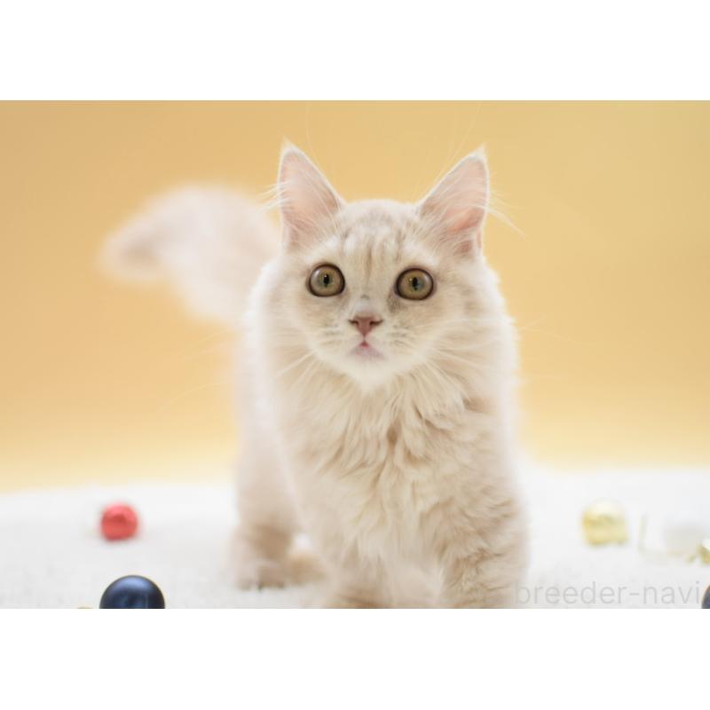 販売中の栃木県のマンチカン(短足)-134237の8枚目