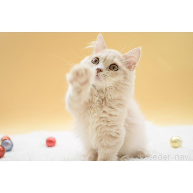 販売中の栃木県のマンチカン(短足)-134237の7枚目