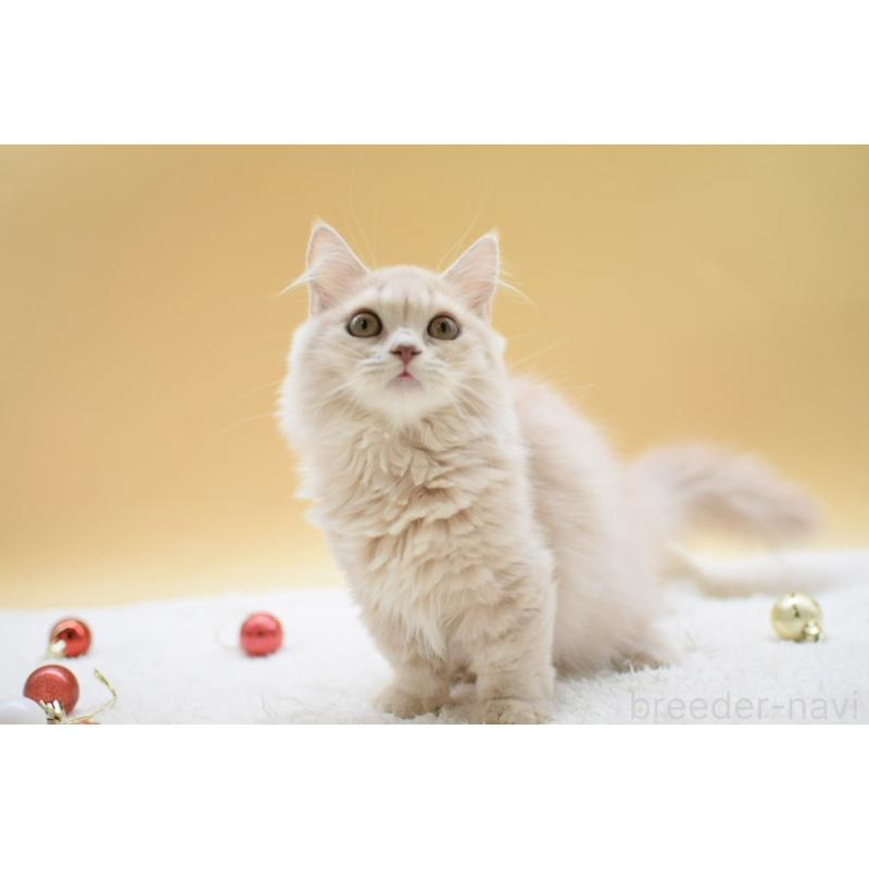 販売中の栃木県のマンチカン(短足)-134237の6枚目