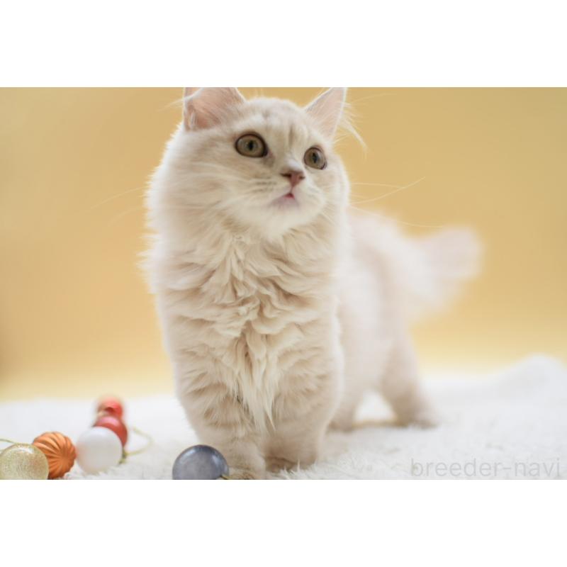 販売中の栃木県のマンチカン(短足)-134237の5枚目