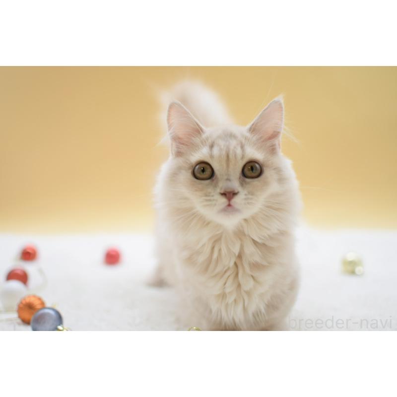 販売中の栃木県のマンチカン(短足)-134237の4枚目