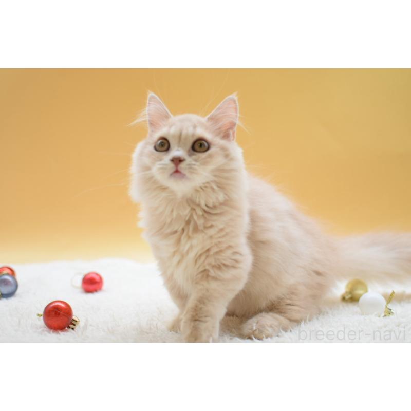 販売中の栃木県のマンチカン(短足)-134237の3枚目