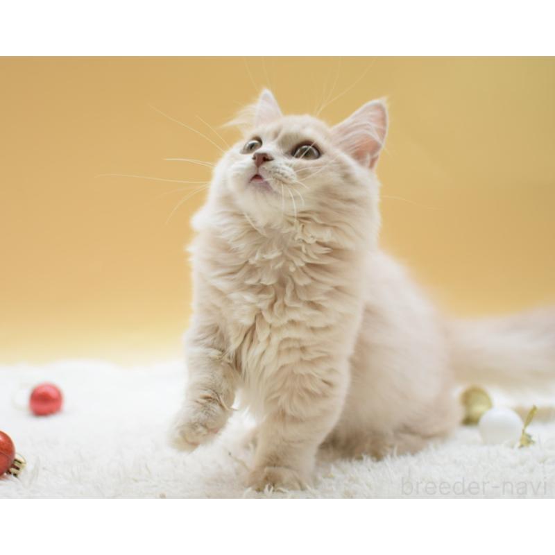 販売中の栃木県のマンチカン(短足)-134237の2枚目