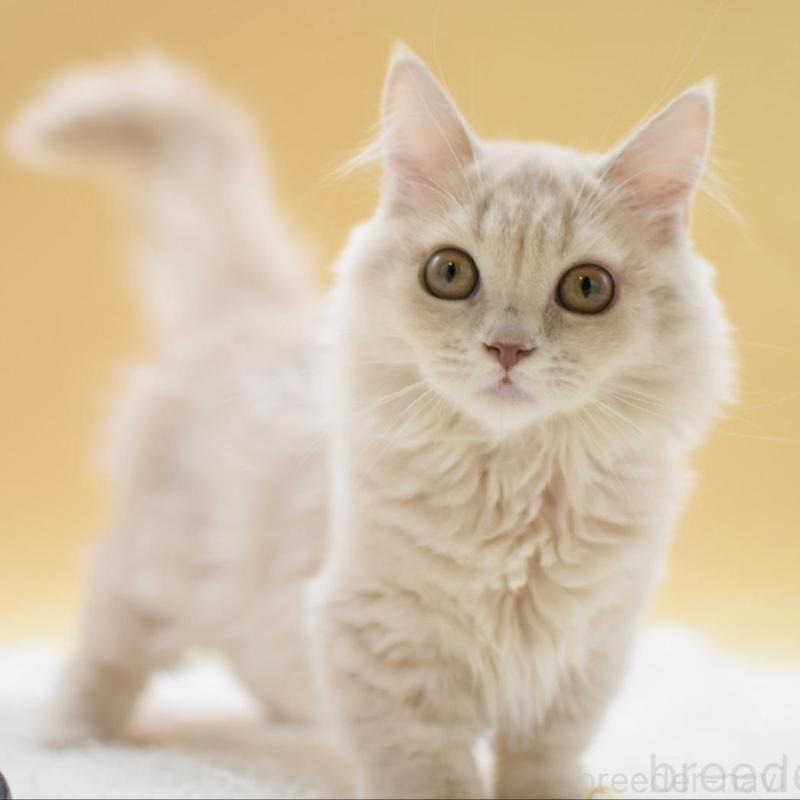 販売中の栃木県のマンチカン(短足)-134237の1枚目