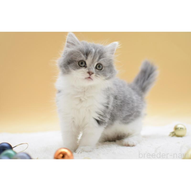 販売中の栃木県のマンチカン-134238の7枚目