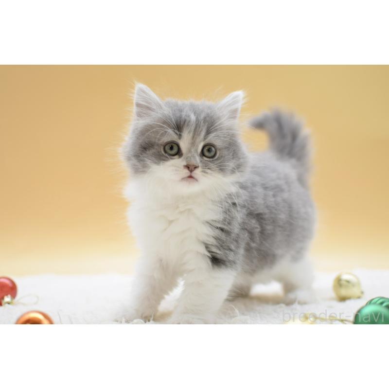 販売中の栃木県のマンチカン-134238の6枚目