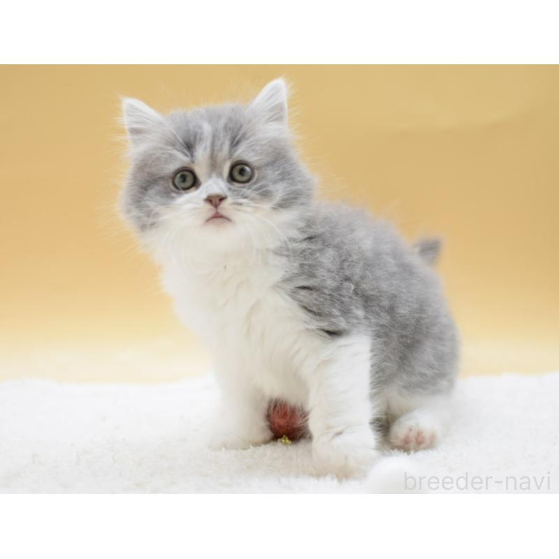 販売中の栃木県のマンチカン-134238の5枚目