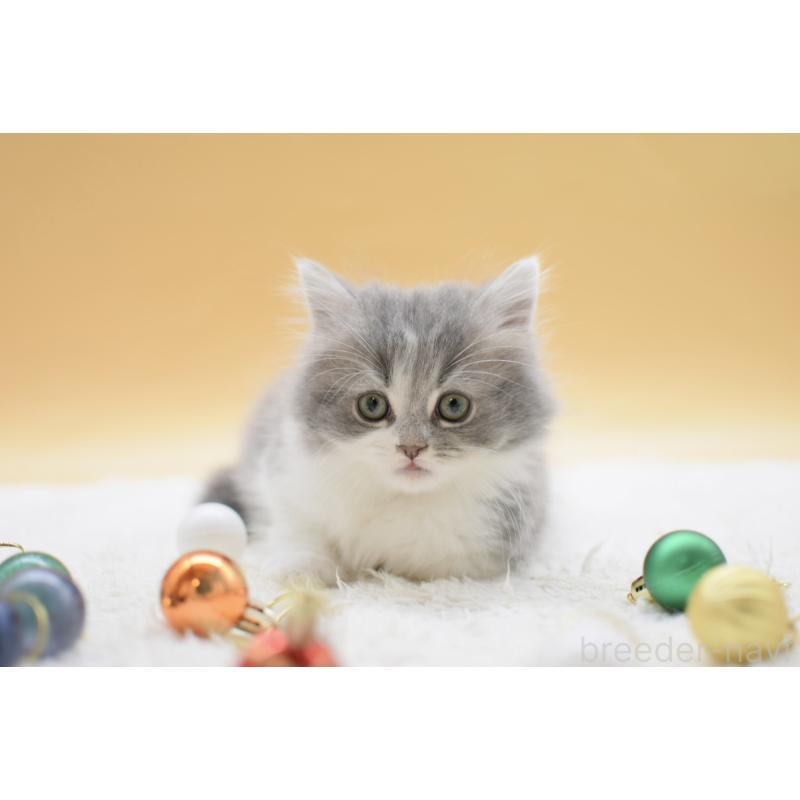 販売中の栃木県のマンチカン-134238の4枚目