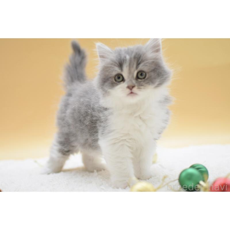 販売中の栃木県のマンチカン-134238の3枚目