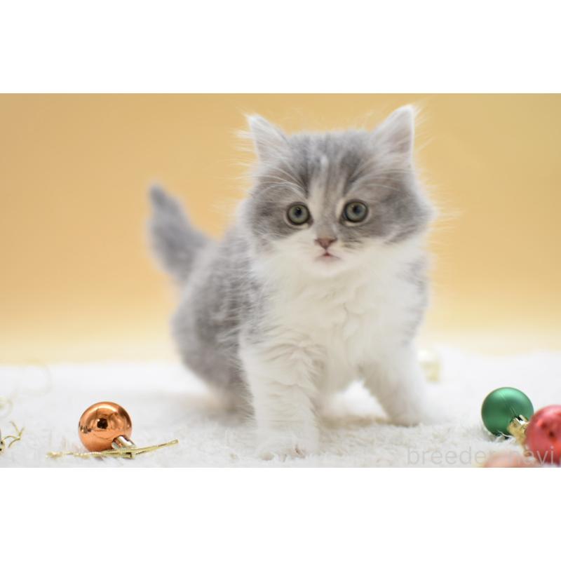 販売中の栃木県のマンチカン-134238の2枚目