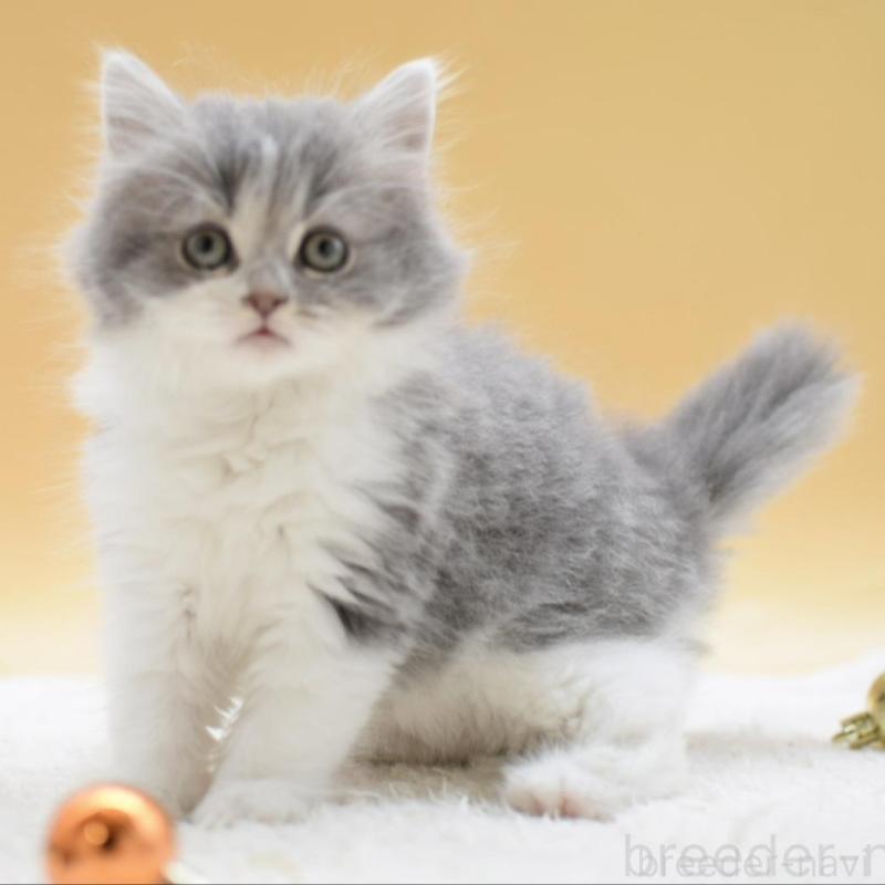 販売中の栃木県のマンチカン-134238