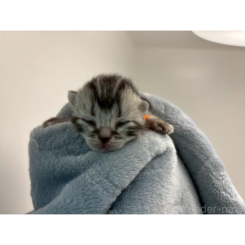 販売中の千葉県のアメリカンショートヘア-134239の11枚目