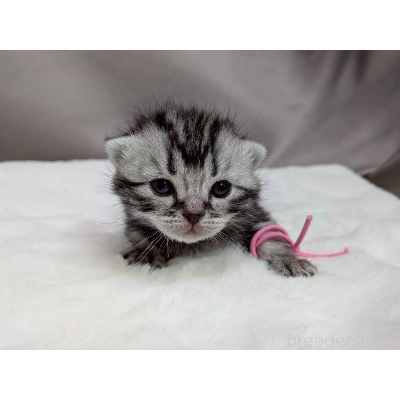 販売中の千葉県のアメリカンショートヘア-134239の10枚目