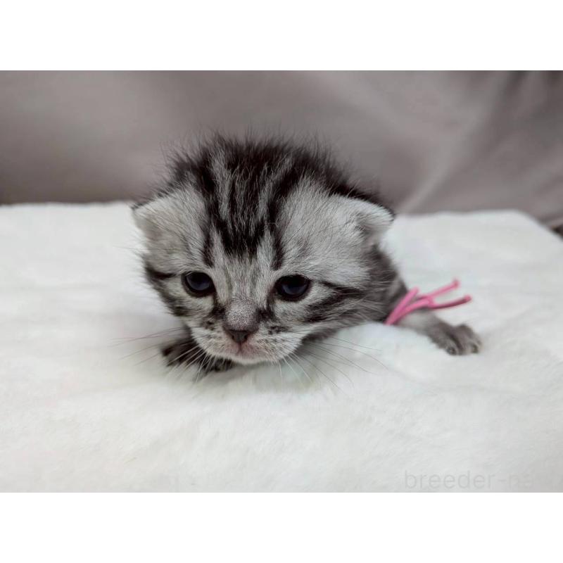 販売中の千葉県のアメリカンショートヘア-134239の9枚目