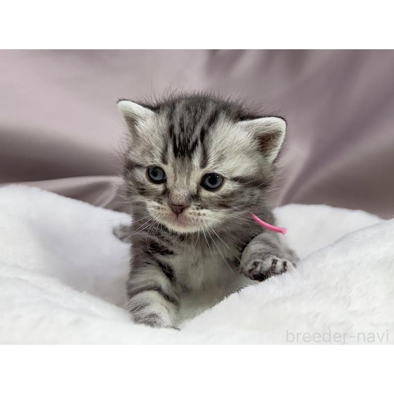 販売中の千葉県のアメリカンショートヘア-134239の6枚目