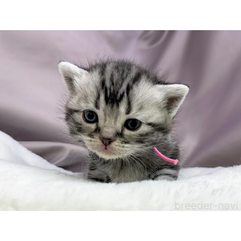 販売中の千葉県のアメリカンショートヘア-134239の5枚目