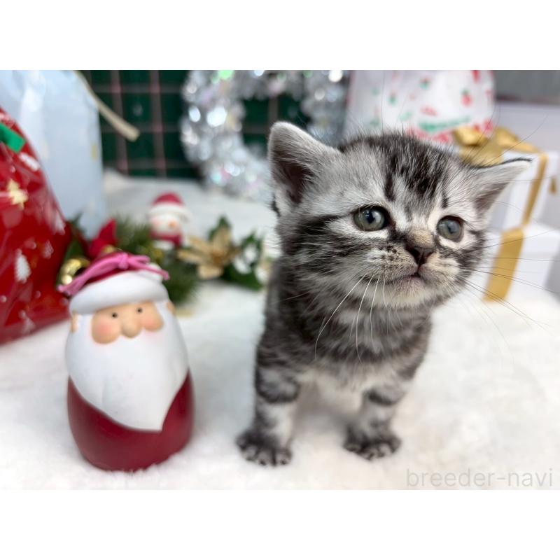 販売中の千葉県のアメリカンショートヘア-134239の3枚目