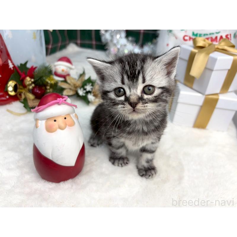 販売中の千葉県のアメリカンショートヘア-134239の2枚目