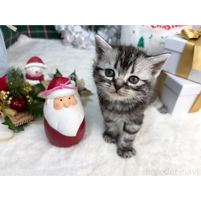 販売中の千葉県のアメリカンショートヘア-134239の1枚目