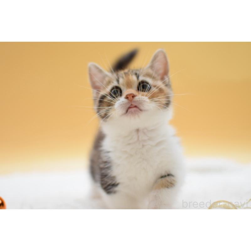 販売中の栃木県のマンチカン(短足)-134240の8枚目