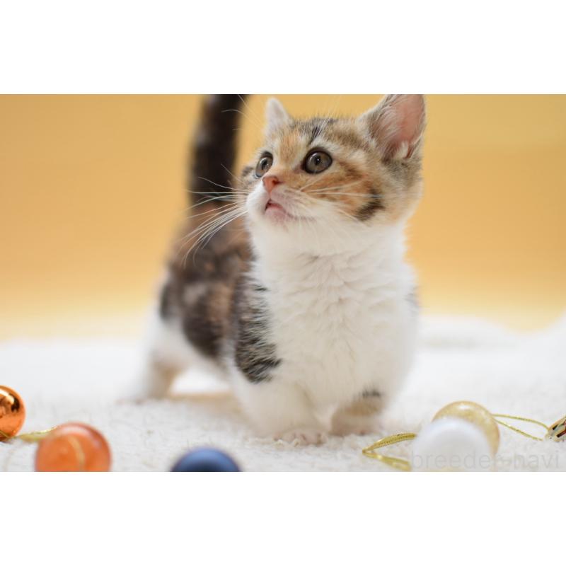 販売中の栃木県のマンチカン(短足)-134240の7枚目