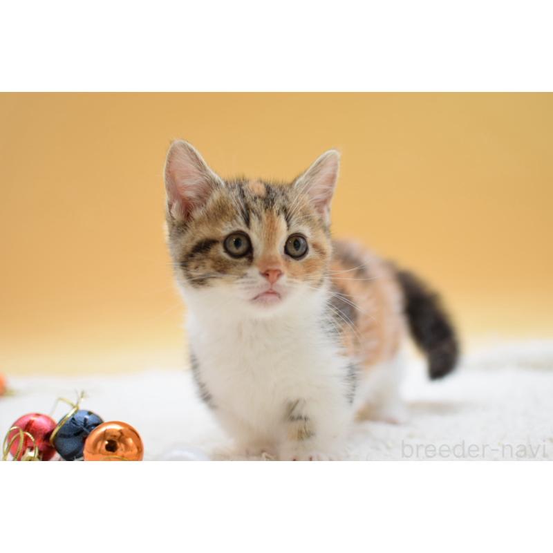 販売中の栃木県のマンチカン(短足)-134240の6枚目