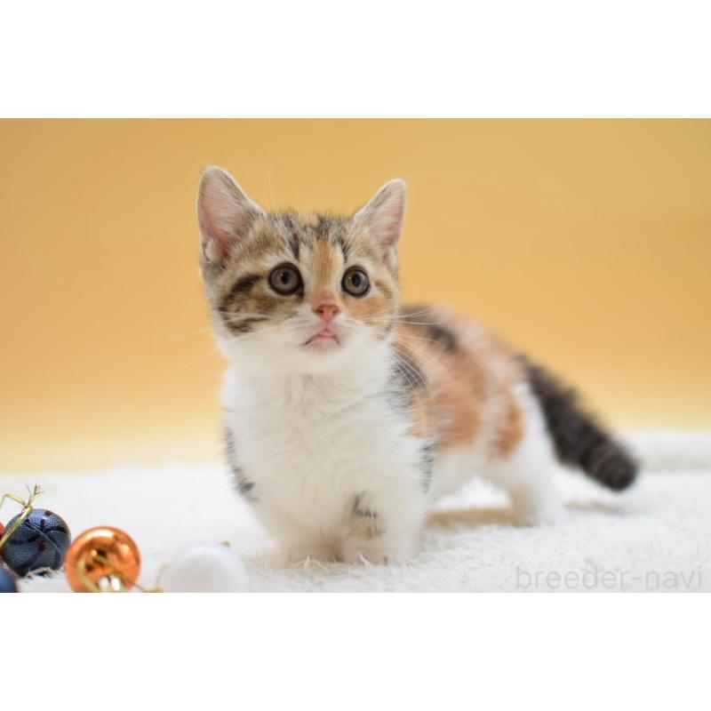 販売中の栃木県のマンチカン(短足)-134240の5枚目