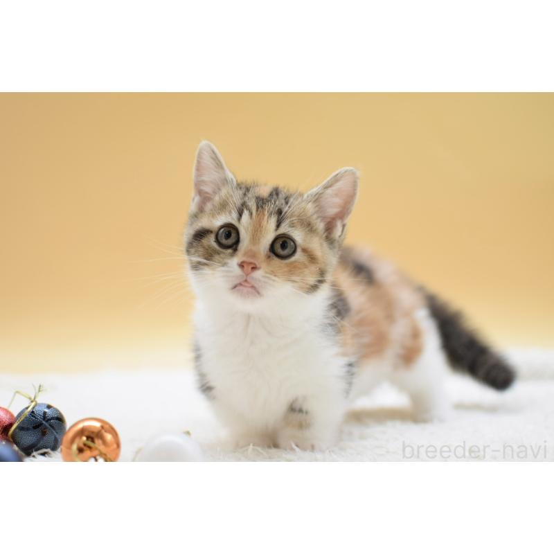 販売中の栃木県のマンチカン(短足)-134240の4枚目