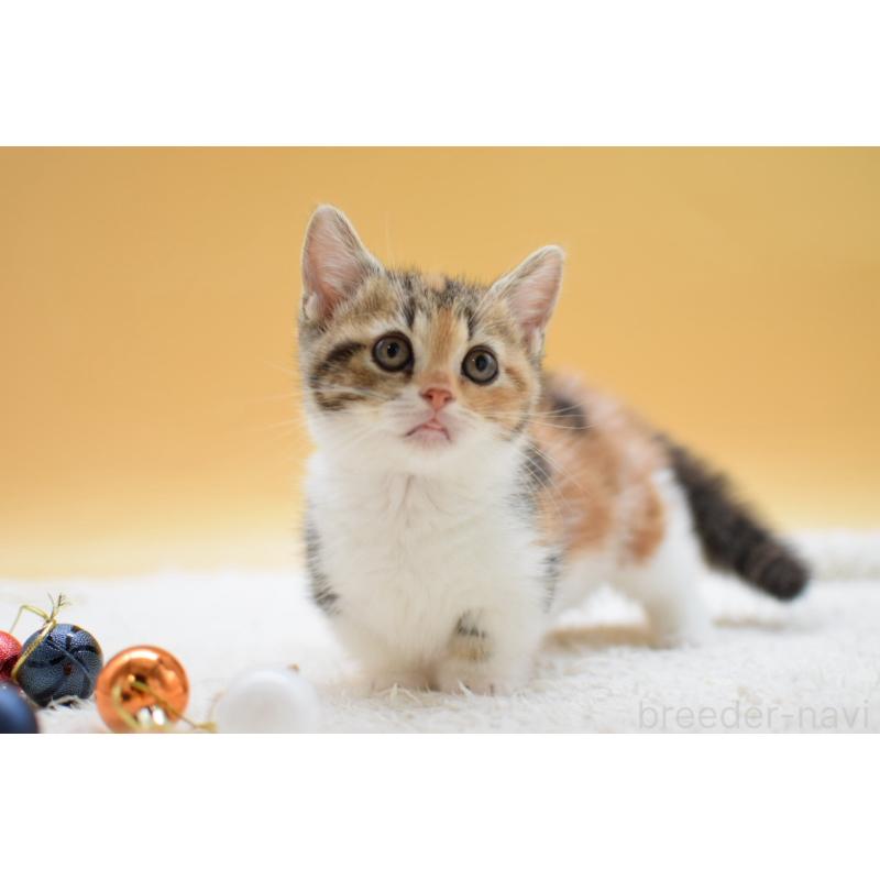 販売中の栃木県のマンチカン(短足)-134240の3枚目