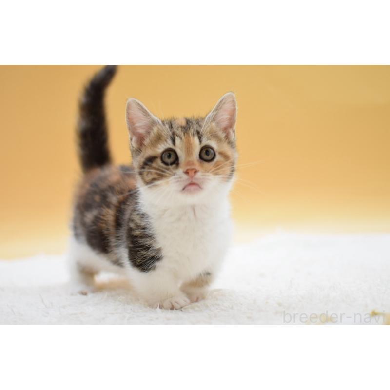 販売中の栃木県のマンチカン(短足)-134240の2枚目